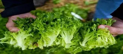 Раз и готово! Салат Salanova®